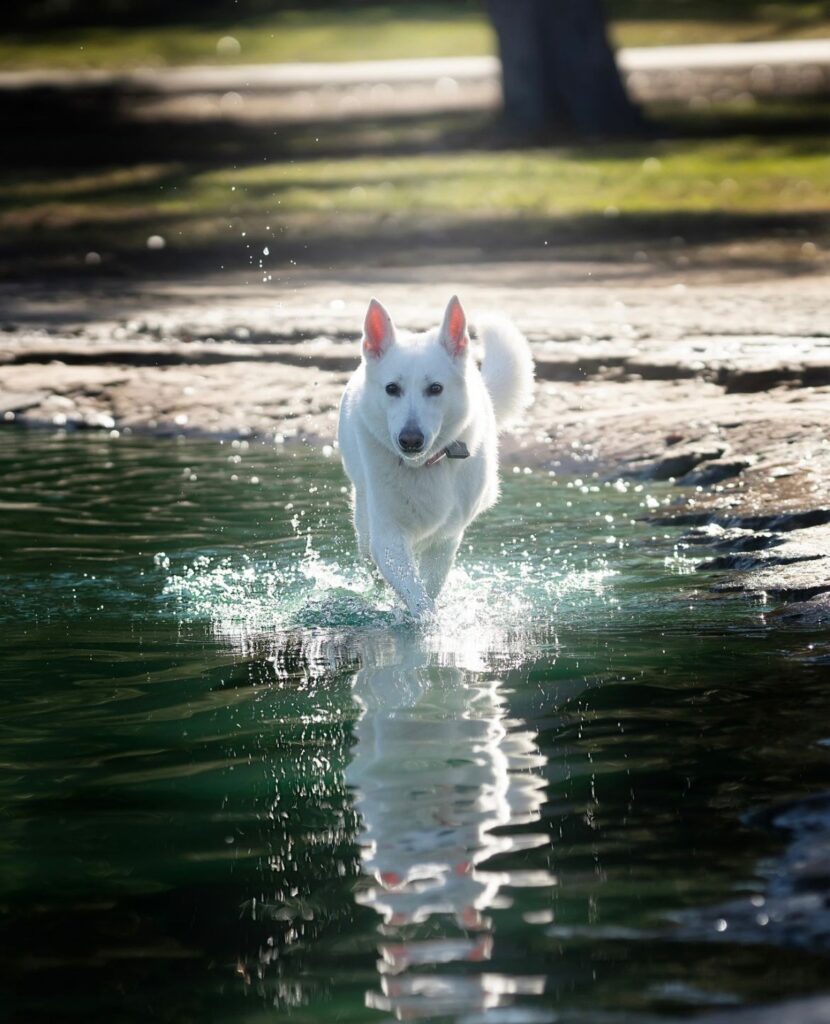 White German Shepherd Dog